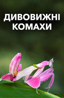 Дивитися Дивовижні комахи онлайн