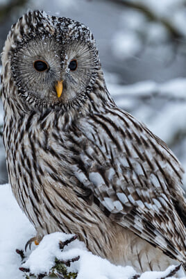 Дикий Відень