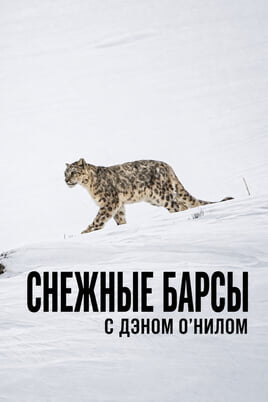 Снежные барсы с Дэном О'Нилом