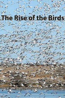 Watch The Rise of the Birds online