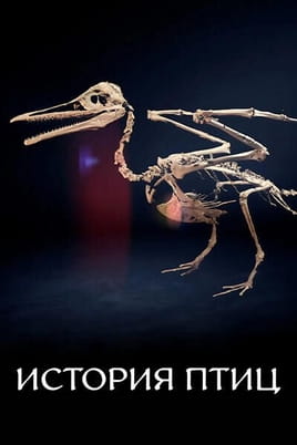 История птиц - SWEET.TV Смотреть История птиц онлайн