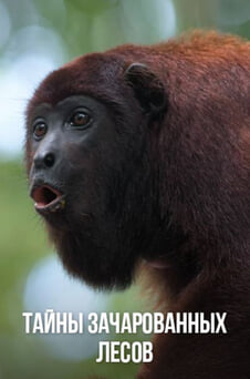 Смотреть Тайны зачарованных лесов онлайн