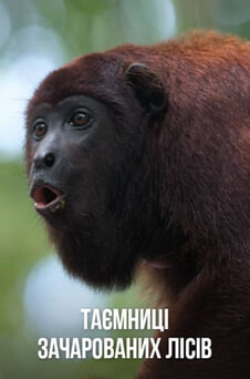 Дивитися Таємниці зачарованих лісів онлайн