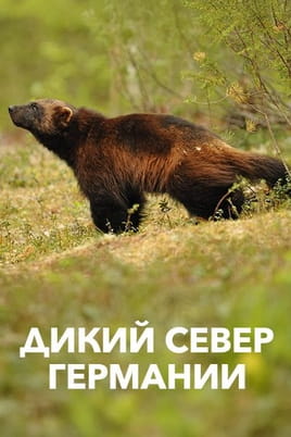 Дикий север Германии - SWEET.TV Дикий север Германии онлайн қарау