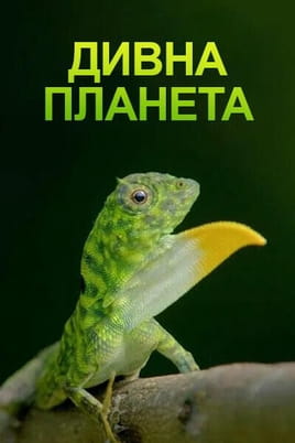 Planet Weird - SWEET.TV Skatieties Planet Weird tiešsaistē