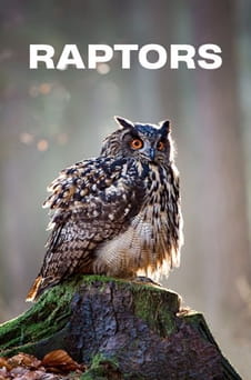 Regardez Raptors en ligne