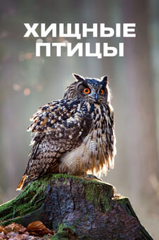 Смотреть Хищные птицы онлайн