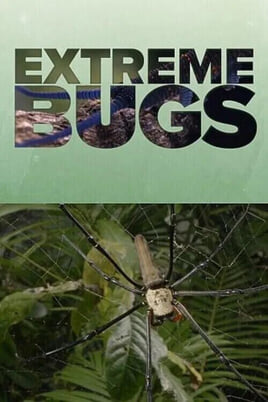 Ara Extreme Bugs online