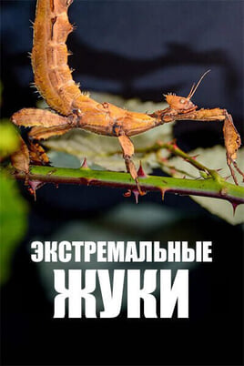 Глядзіце Экстремальные жуки онлайн