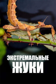 Смотреть Экстремальные жуки онлайн