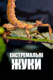Дивитися Екстремальні жуки онлайн