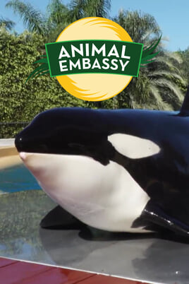 Watch Animal Embassy online