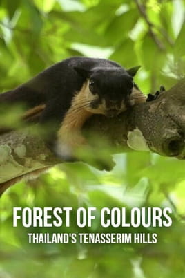 Forest of Colours Thailands Tenasserim Hills - SWEET.TV Ara Forest of Colours Thailands Tenasserim Hills online