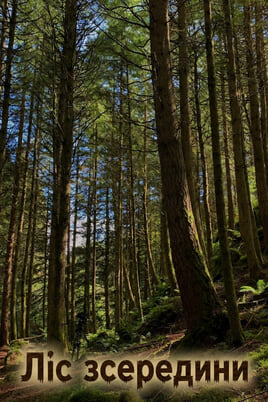 Inside the Forest