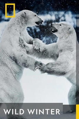 Wild Winter - SWEET.TV Ara Wild Winter online