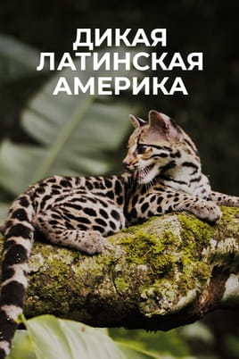 Дикая Латинская Америка - SWEET.TV Дикая Латинская Америка онлайн қарау