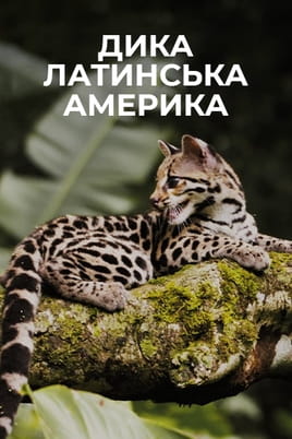 Shikoni Wild LatAm online