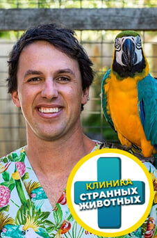 Смотреть Клиника странных животных онлайн