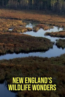 Watch New Englands Wildlife Wonders online