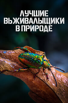 Смотреть Лучшие выживальщики в природе онлайн