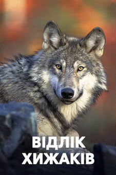 Дивитися Відлік хижаків онлайн