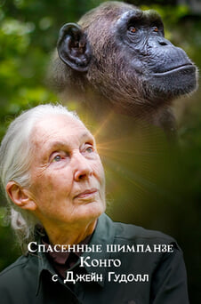 Смотреть Спасенные шимпанзе Конго с Джейн Гудолл онлайн