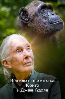 Дивитися Врятовані шимпанзе Конго з Джейн Ґудолл онлайн