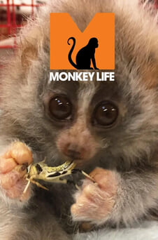 Ver Monkey Life online