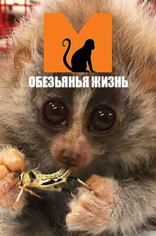 Смотреть Обезьянья жизнь онлайн
