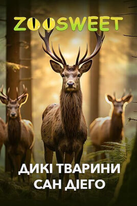 Παρακολούθησε Zoosweet Wild Animals of San Diego online