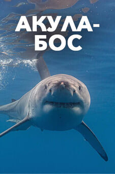 Смотреть Король акул онлайн