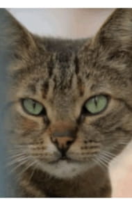 Films with the actor Bengü