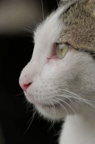 Films with the actor Deniz