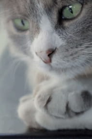 Films with the actor Duman