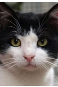 Films with the actor Gamsız