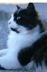 Films with the actor Aslan Parçası