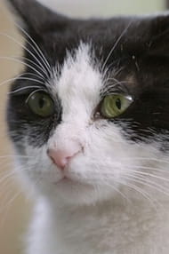 Films with the actor Psikopat