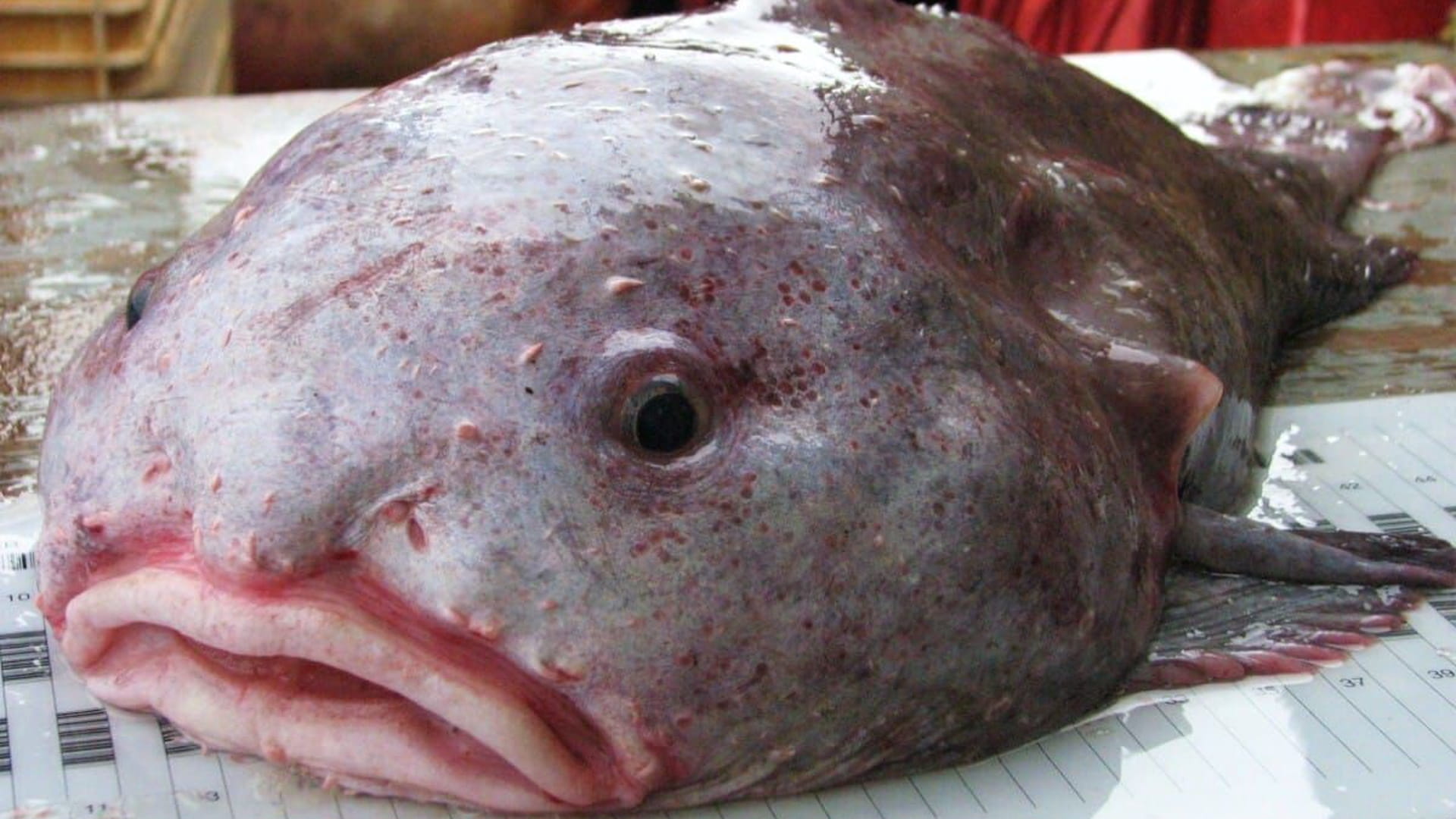 Самые странные морды животных