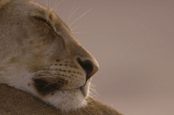 Vanishing Kings: Lions of the Namib (2015) - 2 episode
