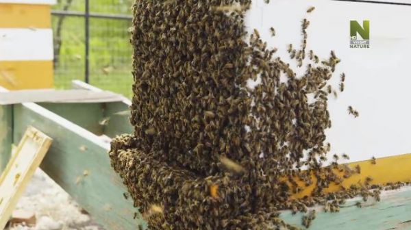 1. Texas beekeepers