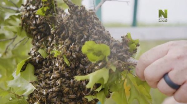 5. Пчелиный бизнес