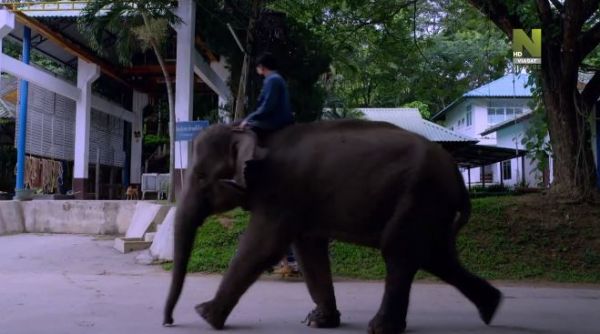 Elephant Hospital (2020) - 1 episode