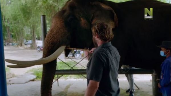 Elephant Hospital (2020) - 3 episode