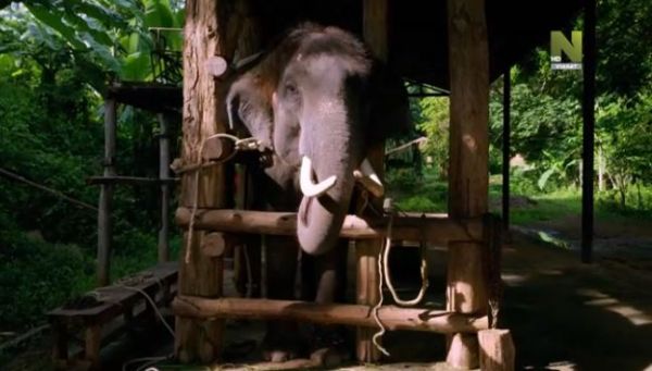 Elephant Hospital (2020) - 4 episode